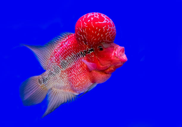 istock Beautiful Cichlids  In The Aquarium. 1166373404