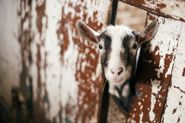 cabra pequena bonito que come a palha e que olha da gaiola no abrigo velho. sheeps ou cabras pequenas no abrigo no celeiro velho. conceito da adopção. animais na exploração agrícola - goat animal black domestic animals - fotografias e filmes do acervo