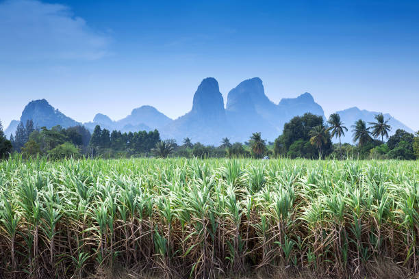 Mountains and cane fields in the bright sky. stock photo