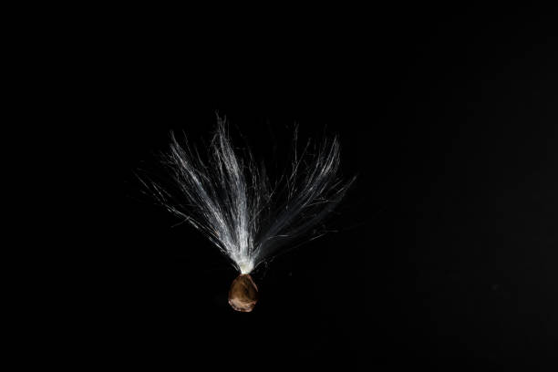 istock Light jasmine plumed seed of Madagascar 1166374246