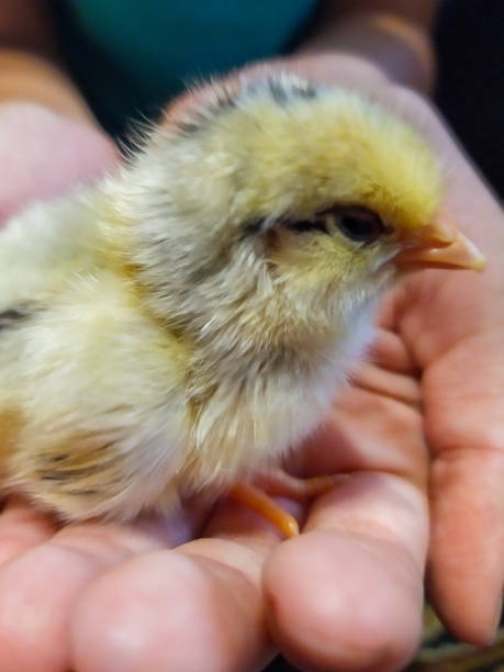 istock Chicken on hands in the village 1166374398
