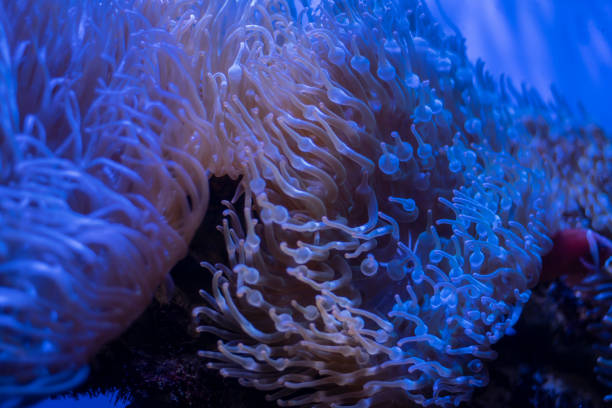 istock Corals in underwater tropical sea 1166375146