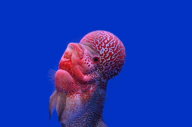 istock Beautiful Cichlids on a blue background. 1166375185