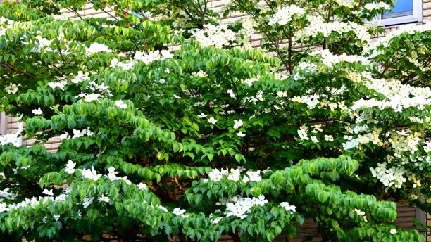 istock Cornus kousa / Japanese dogwood 1166376193