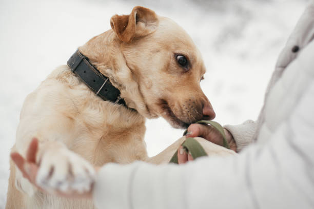 Cute golden labrador sniffing person hands in snowy winter park. Mixed breed labrador on a walk and smelling people at shelter. Adoption concept. Stray dog stock photo