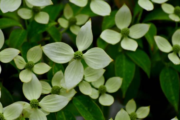 istock Cornus kousa / Japanese dogwood 1166376677