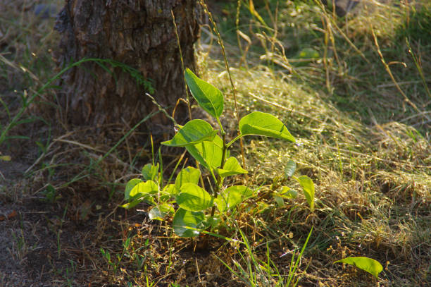 istock Young plant with green leaves 1166376754