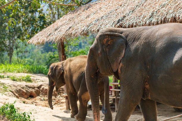 istock Elephants in Chiang Mai's Elephant Nature Park, Thailand 1166376758