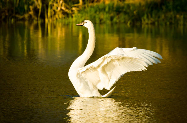 An elegant white swan seems to be alone in the water. He dances and cleans himself, he seems to fly away and the water drops are sparkling in the evening sun.