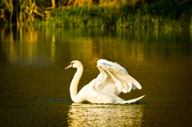 istock A beautiful white swan flits and swims in the evening sun 1166376772