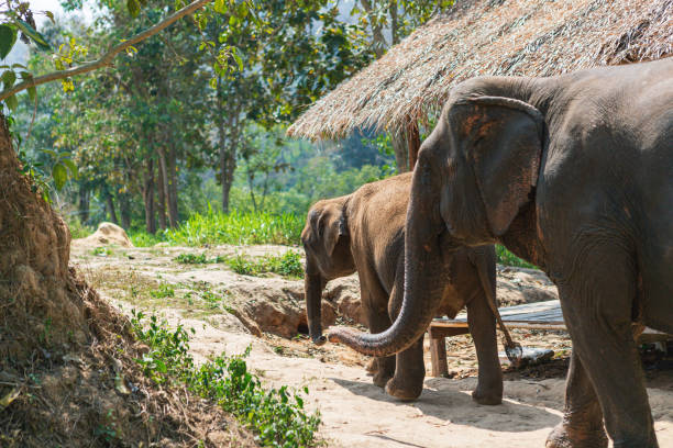 istock Elephants in Chiang Mai's Elephant Nature Park, Thailand 1166376790