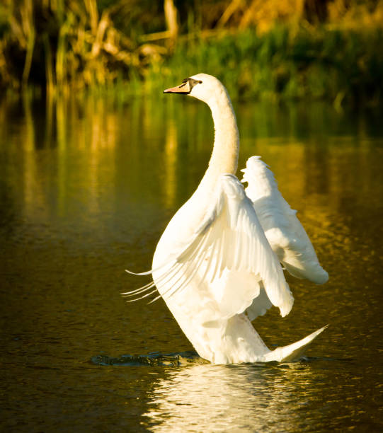 istock A beautiful white swan flits and swims in the evening sun 1166376797
