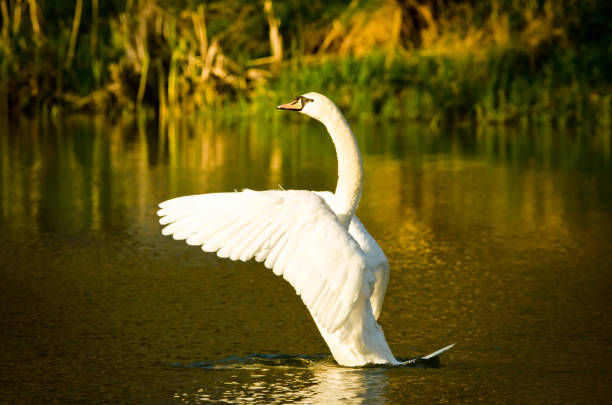 istock A beautiful white swan flits and swims in the evening sun 1166376799