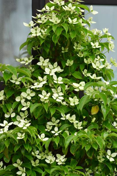 istock Cornus kousa / Japanese dogwood 1166377926