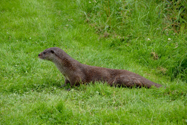 A group of Asian small-clawed otters, aonyx cinerea, huddled together. These semiaquatic mammels are considered vulnerable in the wild. Horizontal format.