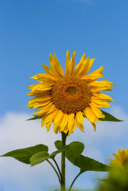 istock one yellow sunflower closeup on blue sky background 1166378246