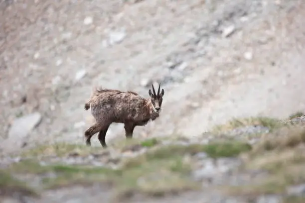 Photo of The ibex scrutineer