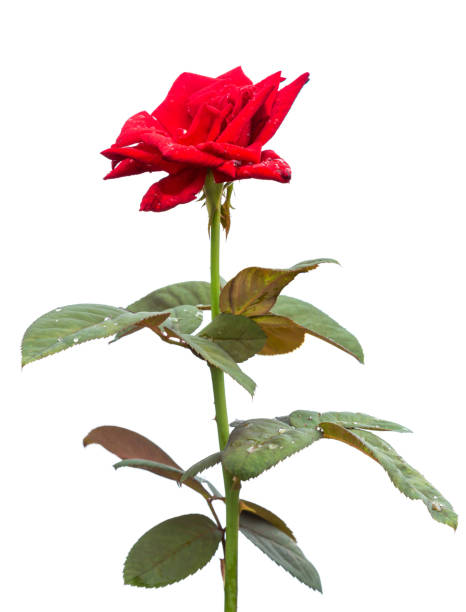 istock Macro fresh red rose flower on branch with green leaf. Isolated on white 1166378677