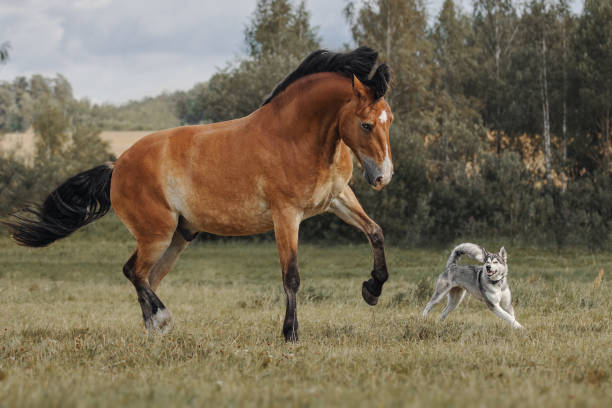istock Red horse playing with a big dog 1166378843