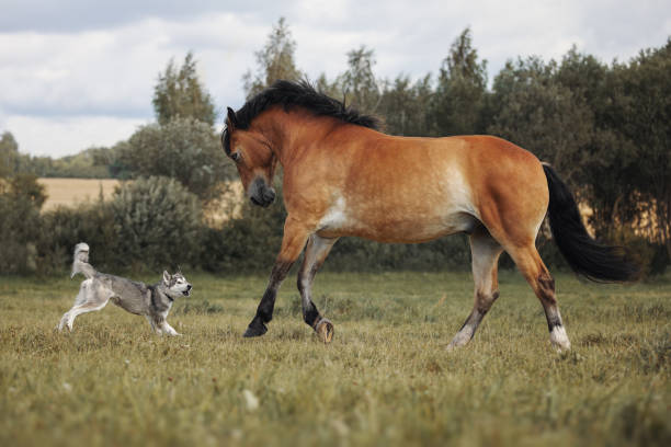 istock Red horse playing with a big dog 1166378918