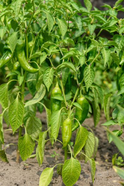 istock Spicy green pepper on the Bush 1166380090