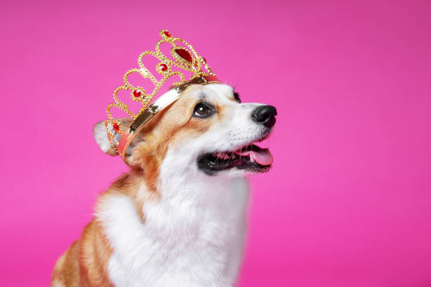 corgi welsh de pembroke drôle de chien dans la couronne, comme un roi, un prince sur un fond rose de studio - prince of wales photos et images de collection