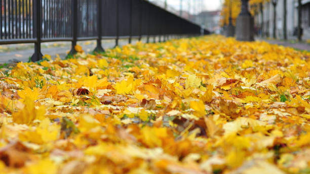 istock Bright yellow leaves on the ground 1166383588