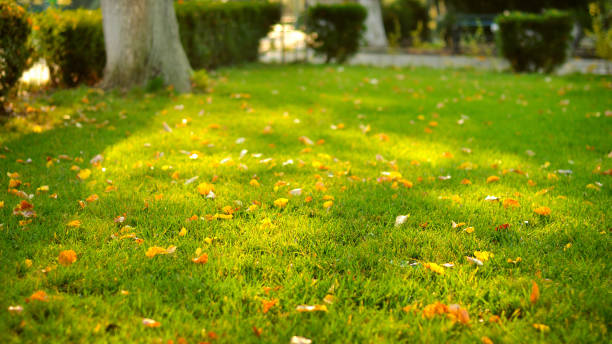 istock Green grass lit by sunshine 1166383589