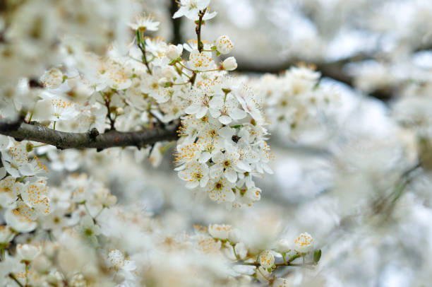 istock White flowers against a blurred background 1166383665