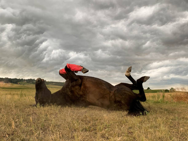 istock Horse rolling in storm clouds scene 1166383710