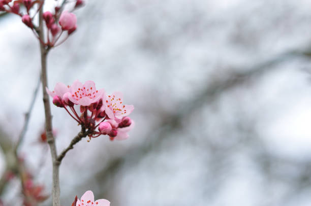 istock Pink flowers against a blurred background 1166383732