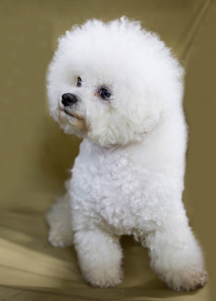 istock Bichon Frieze dog. 1166383937