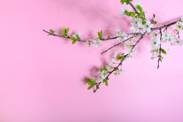istock Inscription blooming on a pink background with a flowering branch 1166383981