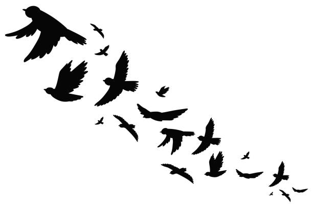 Flock of bird migration black silhouette in flying. Vector illustration isolated on white background. Flock of bird migration silhouette vector icon set. starling stock illustrations