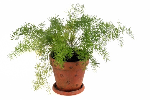 potted houseplant in close-up on a white background