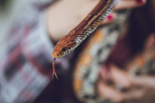 istock Beautiful pet snake 1166387495