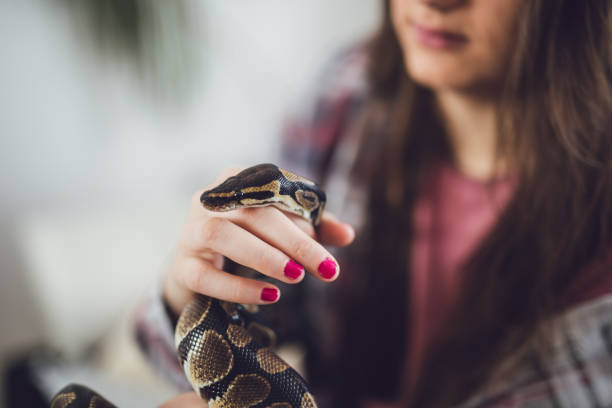 istock Young woman and her pet snake 1166388183