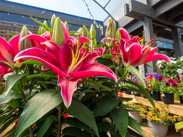 impresionantes lirios a la venta en un invernadero durante el verano - lily pink stargazer lily flower fotografías e imágenes de stock