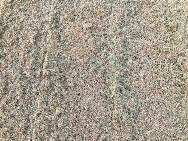 istock grass after cutting at big open field 1166389524