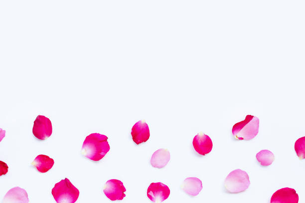istock Rose petals isolated on white. 1166390645