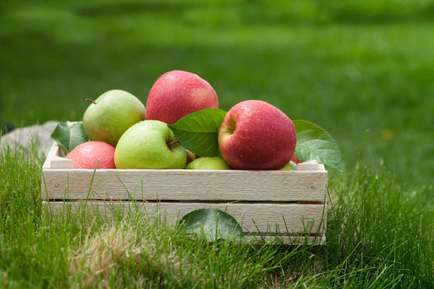 istock Fresh garden green and red apples in box 1166390650