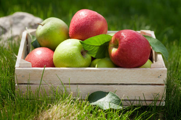 istock Fresh garden green and red apples in box 1166390757