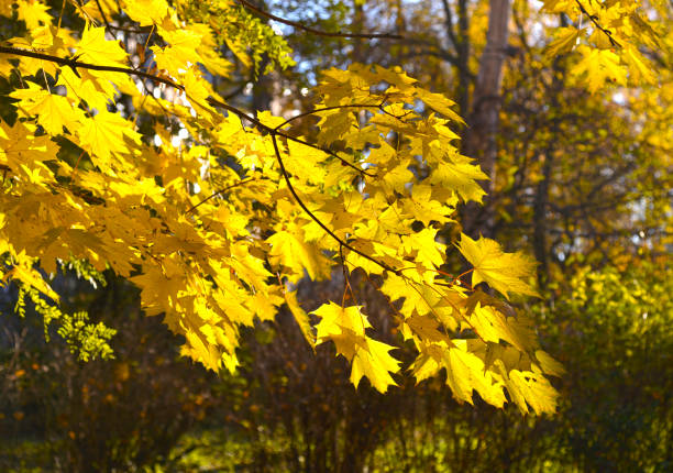istock Yellow leaves of a maple. 1166390794