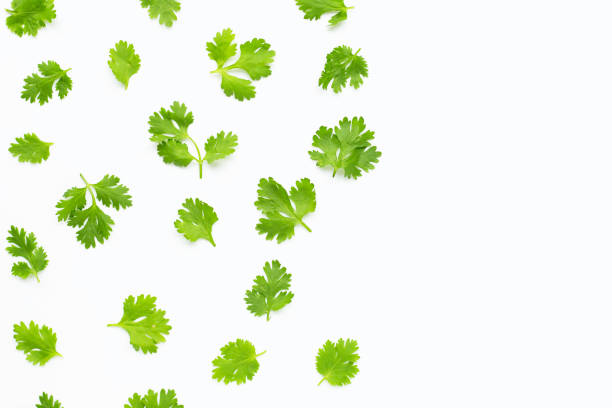 istock Fresh coriander leaves on white background. 1166390796