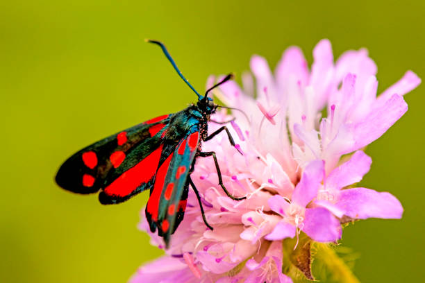 istock six-spot burnet on a flower of a field scabious 1166390811