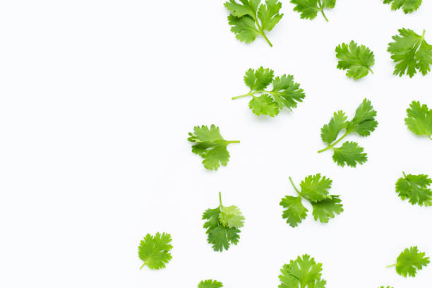 istock Fresh coriander leaves on white background. 1166390829