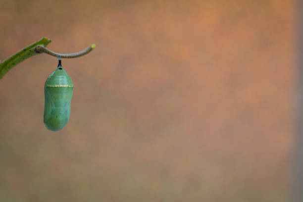 istock Monarch Chrysalis Caterpillar on Milkweed stem room for text copy 1166390961