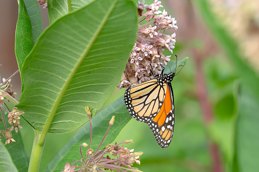 Adult Monarch butterfly pollinating common pink milkweed flower.