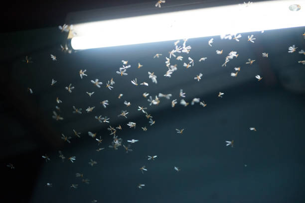 istock moth flying in the fire ,the neon light in night time, it's raining time. 1166391050
