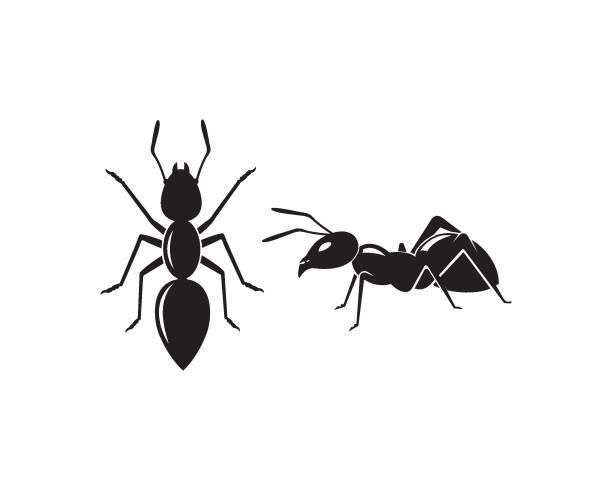 Ant Logo template vector illustration Ant Logo template vector illustration design ants-walking stock illustrations